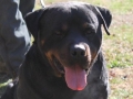 Male Rottweiler Gawain01_Original