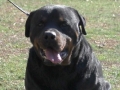 Male Rottweiler Gawain02_Original