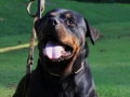 Male Rottweiler Gawain03_Original