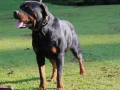 Male Rottweiler Gawain04_Original