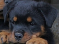 Piper v Hausderberg - Rottweiler Puppy