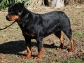 Piper v Hausderberg - Female Rottweiler