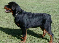 Rottweiler breeders