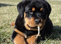 AKC Rottweiler Puppy