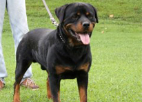 German Rottweiler