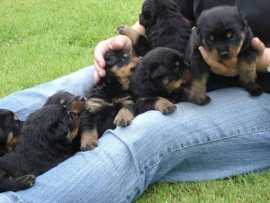 Akc german rottweiler clearance puppies for sale