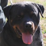 Male Rottweiler - Gawain