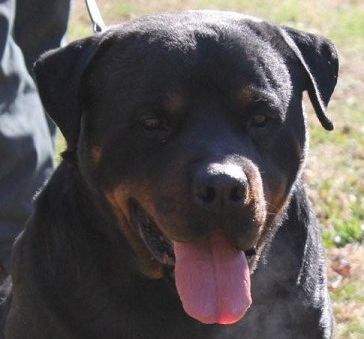 Male Rottweiler - Gawain