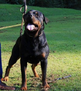 Male Rottweiler - Gawain