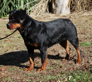 Female Rottweiler